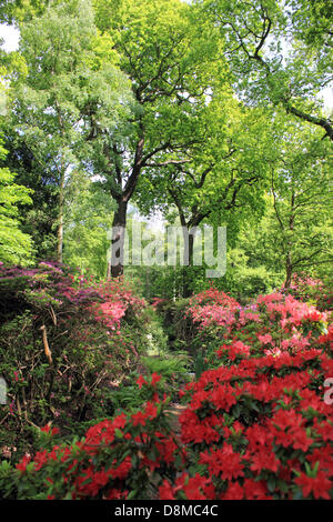 Isabella Plantation, Richmond Park, London, Regno Unito. Il 30 maggio 2013. Il bellissimo display della fioritura azalee e rododendri nel bosco a piedi a Isabella Plantation. Credito: Giubileo Immagini/Alamy Live News Foto Stock