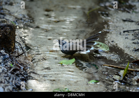 Bella bianco-throated fiocco (Rhipidura albicollis) sotto la doccia nella foresta thailandese Foto Stock