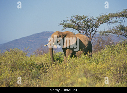 Un giovane elefante femmina con zanne sul pendio di una collina nel paese delle colline del Parco Nazionale del Serengeti in Tanzania Foto Stock