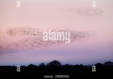 Per gli storni provenienti in roost nel Somerset, Regno Unito contro un colore rosa pallido tramonto Foto Stock