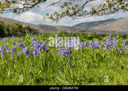 La molla bluebells, Ullswater NEL REGNO UNITO Lake District Foto Stock