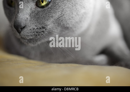 Il russo gatto blu Foto Stock