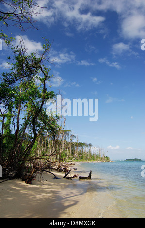 Foresta in spiaggia tropicale, Zapatilla cay Foto Stock