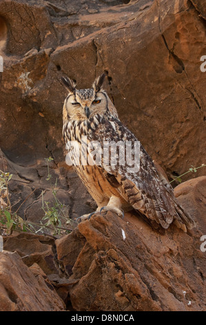 Il Eagle-Owl indiano chiamato anche la roccia Eagle-Owl o Eagle-Owl bengala (Bubo bengalensis) Foto Stock