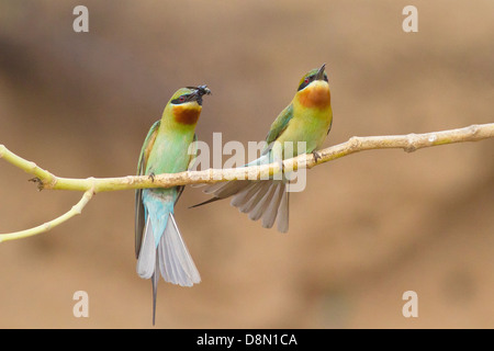 Blu-tailed i gruccioni (Merops philippinus) corteggiamento alimentare Foto Stock