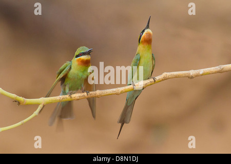 Blu-tailed i gruccioni (Merops philippinus) corteggiamento alimentare Foto Stock