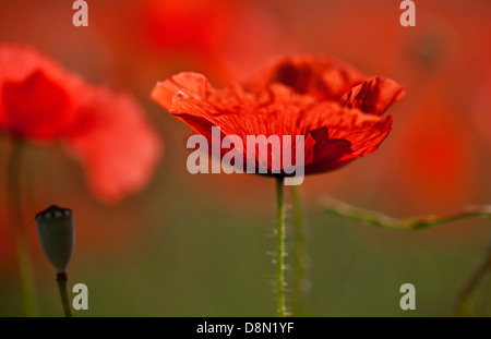 Rosso papavero mais fiori Foto Stock