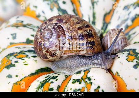 Lumaca e zucche Foto Stock