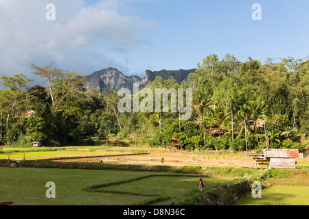 Tana Toraja campagna con case tradizionali a Sulawesi, Indonesia Foto Stock