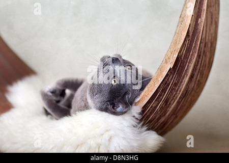 Cat rilassante sulla pelle di agnello Foto Stock