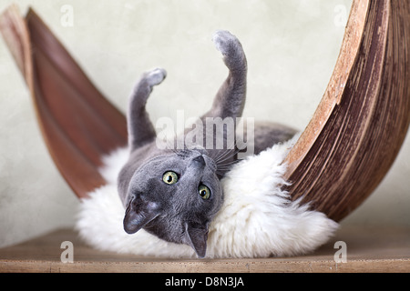 Cat rilassante sulla pelle di agnello Foto Stock