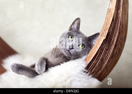 Cat rilassante sulla pelle di agnello Foto Stock