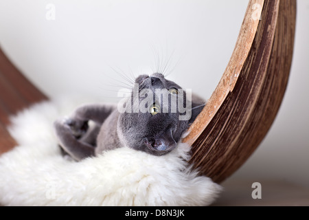 Cat rilassante sulla pelle di agnello Foto Stock