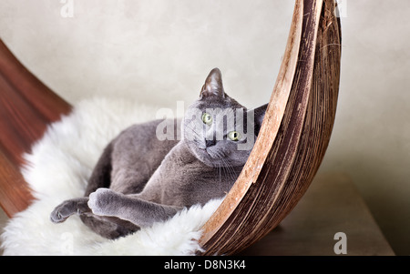 Cat rilassante sulla pelle di agnello Foto Stock