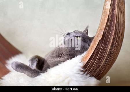 Cat rilassante sulla pelle di agnello Foto Stock