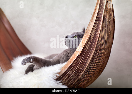 Cat rilassante sulla pelle di agnello Foto Stock