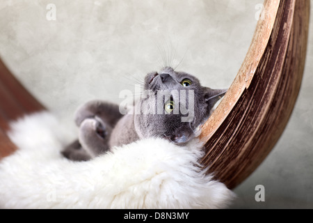 Cat rilassante sulla pelle di agnello Foto Stock