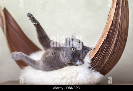 Cat rilassante sulla pelle di agnello Foto Stock