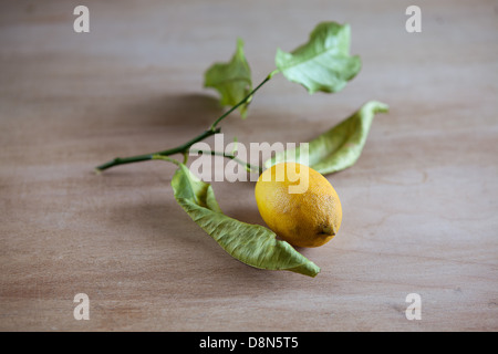 Fresco di ramoscelli di limone Foto Stock