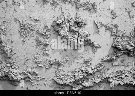 Clarts secco sulla parete blu Foto Stock