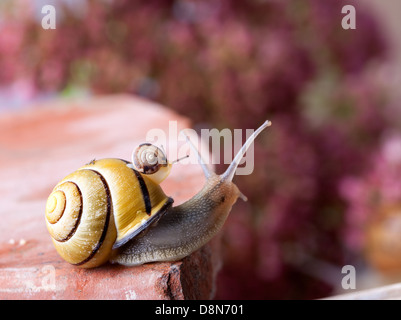 Nastrare lumaca di giardino Foto Stock