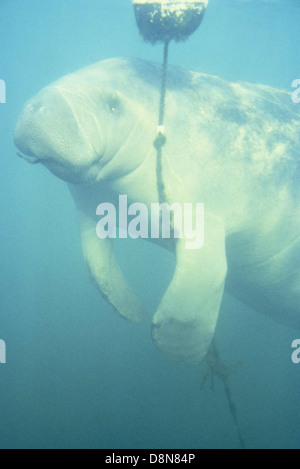 Lamantino giocando con una trappola di granchio linea. Foto Stock