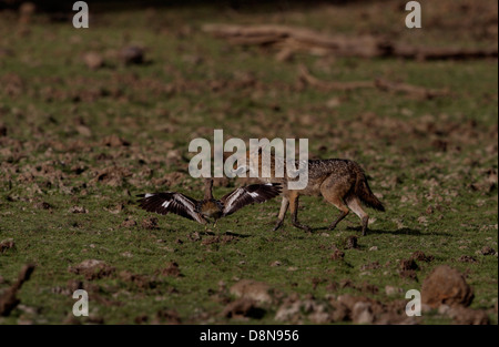 Un jackal inseguita da una pietra curlew Foto Stock