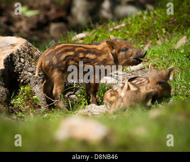 Un gruppo di baby cinghiali o maiali selvatici (Sus scrofa) nell'erba verde del sole estivo. Foto Stock