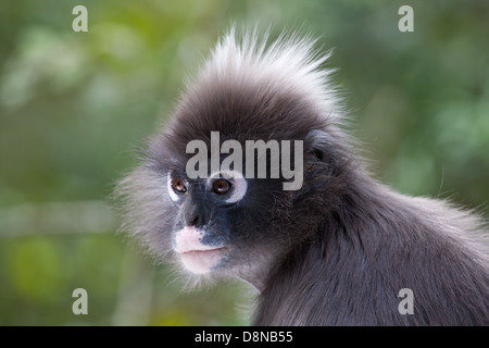 Spectacled Langur Monkey Foto Stock