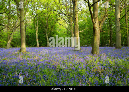 Una foresta di pavimento in moquette bluebells Foto Stock