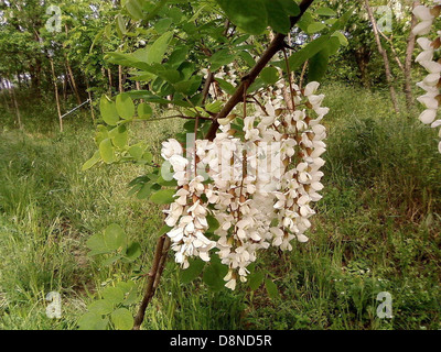 Un'immagine ravvicinata di fiori della famiglia Fabaceae, con delicati petali e colori vivaci. La specie esatta dei fiori non è identificata. Foto Stock