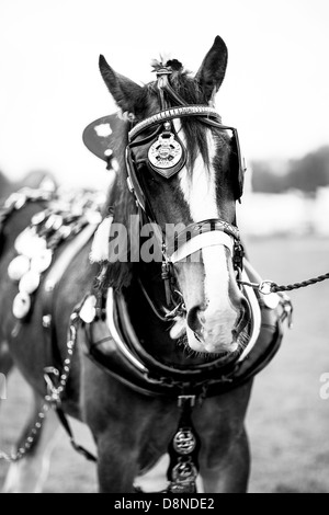 Ritratto monocromatico di Shire Cavallo Foto Stock