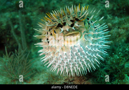 Gonfi blowfish nuotare nell'oceano Foto Stock