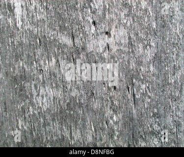 Primo piano di legno di fienile intempato, che mostra fori di vite senza fine visibili e la consistenza invecchiata del legno. L'immagine evidenzia l'usura naturale dei materiali rustici. Foto Stock