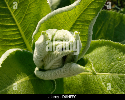 Enula, Inula helenium, Bud, cavalli di guarire, marchalan Foto Stock