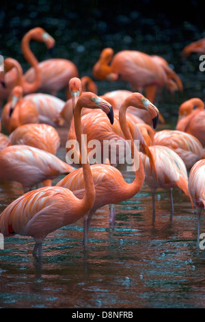 Gruppo di americani (o roseo) fenicotteri a Jurong Bird Park, Singapore. Foto Stock