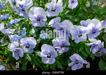 Fioritura cornuto pansies in primavera Foto Stock