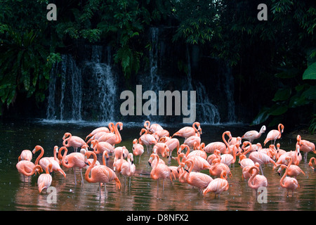 Americano (o roseo) fenicotteri in piedi sotto la pioggia con una cascata in background, Singapore. Foto Stock