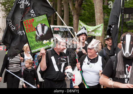 London, England Regno Unito 01/06/2013. Manifestanti marzo attraverso il centro di Londra in opposizione al governo del Regno Unito pilota controverso badger cull che è impostata in modo da iniziare il 1 giugno di quest'anno. Il governo chiamato cull nel tentativo di impedire la diffusione di animali della specie bovina tuburculosis che essi rivendicazione è portato da badgers e passato al bestiame, ma i dimostranti affermano che non vi è alcuna base scientifica per un abbattimento e che per le riprese dei badgers sarà inutile e disumano. Foto Stock