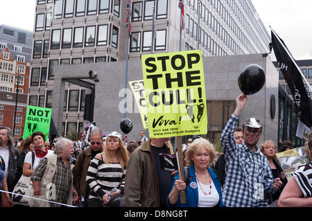 London, England Regno Unito 01/06/2013. Manifestanti marzo attraverso il centro di Londra in opposizione al governo del Regno Unito pilota controverso badger cull che è impostata in modo da iniziare il 1 giugno di quest'anno. Il governo chiamato cull nel tentativo di impedire la diffusione di animali della specie bovina tuburculosis che essi rivendicazione è portato da badgers e passato al bestiame, ma i dimostranti affermano che non vi è alcuna base scientifica per un abbattimento e che per le riprese dei badgers sarà inutile e disumano. Foto Stock