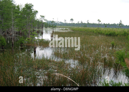 Questa immagine mostra un'area naturale con strutture in legno come ponti o sentieri su aree paludose o paludose. Le paludi e i drenaggi sono visibili sullo sfondo, tipico degli ambienti paludosi. Foto Stock