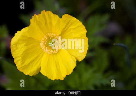 Meconopsis cambrica crescendo in un cottage inglese il giardino. Foto Stock