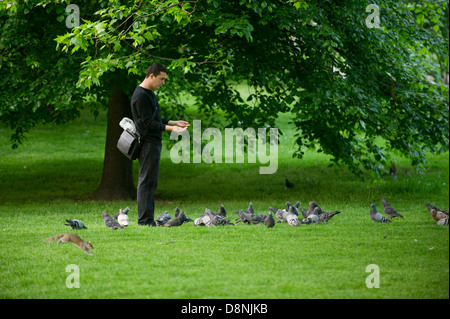 Un uomo circondato da piccioni in St James Park, Londra, Regno Unito, con uno scoiattolo in esecuzione in primo piano. Foto Stock