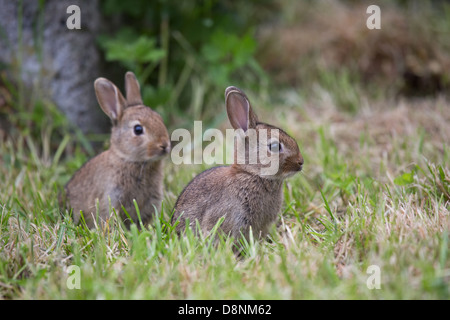 Una coppia di wild conigli giovani in un campo di erba Foto Stock