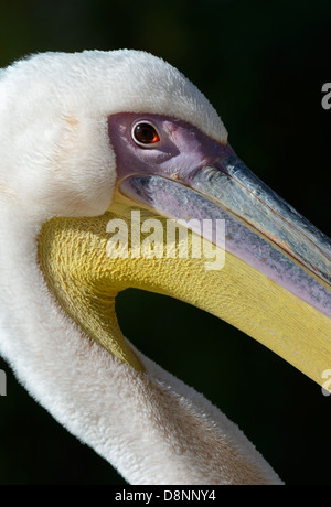 Ritratto di testa della Great White Pelican in tempo soleggiato contro uno sfondo scuro. Foto Stock