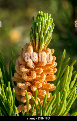 Macro di baby pigne in primavera Foto Stock