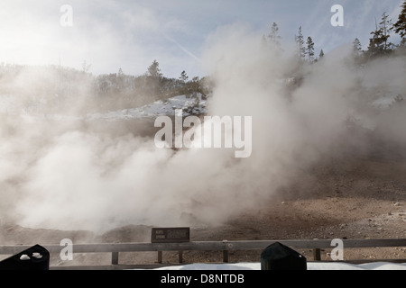 Molla di berillo, inverno, Yellowstone NP, WY Foto Stock