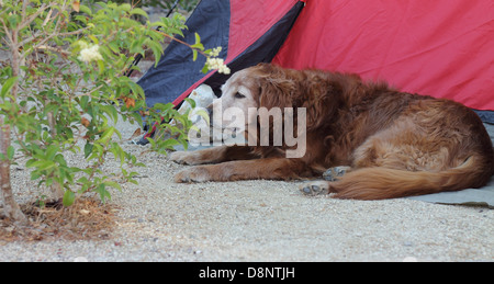 Femmina Senior golden retriever posa da una tenda annusare le foglie su una piccola bussola. Camping cane. Foto Stock