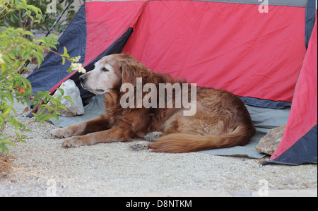 Femmina Senior golden retriever guardando in lontananza, camping da una tenda. Foto Stock