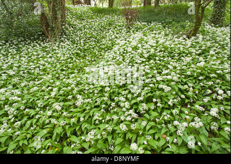 Masse di aglio selvatico piante in piena fioritura fioritura sotto la tettoia di foglie al più presto per bloccare la luce al pavimento della foresta Foto Stock